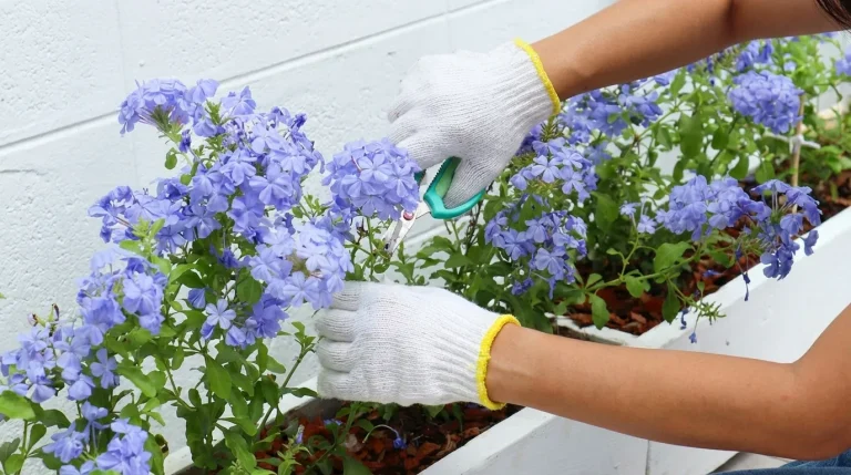 A gardener wearing white gloves kneeling beside a raised garden bed, using small pruning shears to trim blooming blue-purple flowers, demonstrating proper hands-on pruning technique.