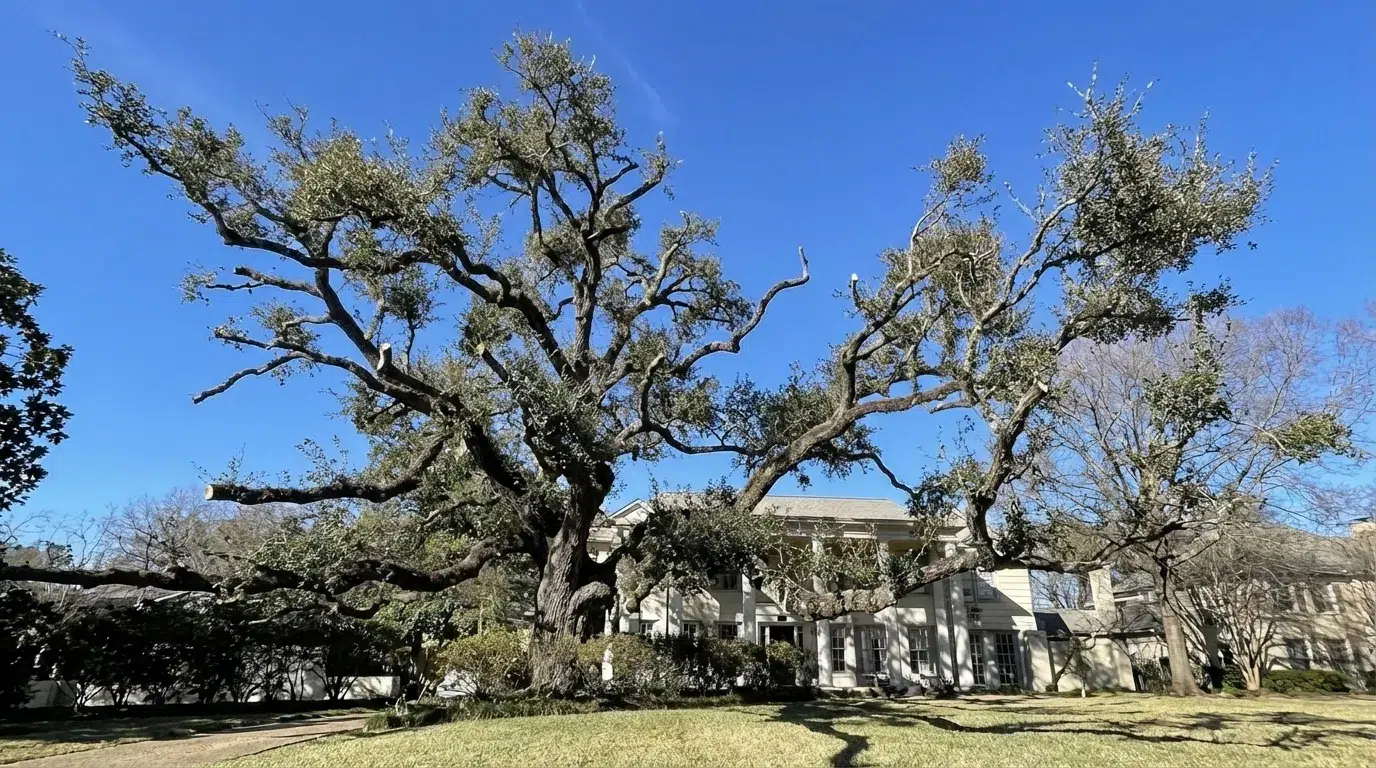 A large, ancient tree with a thick gnarled trunk and wide-spreading pruned branches set against a bright blue sky, with a classic residential house and neat green lawn visible in the background.