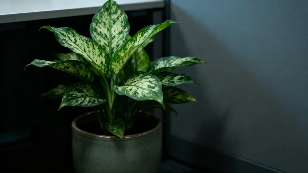 Chinese evergreen plant with broad leaves placed indoors in low light conditions