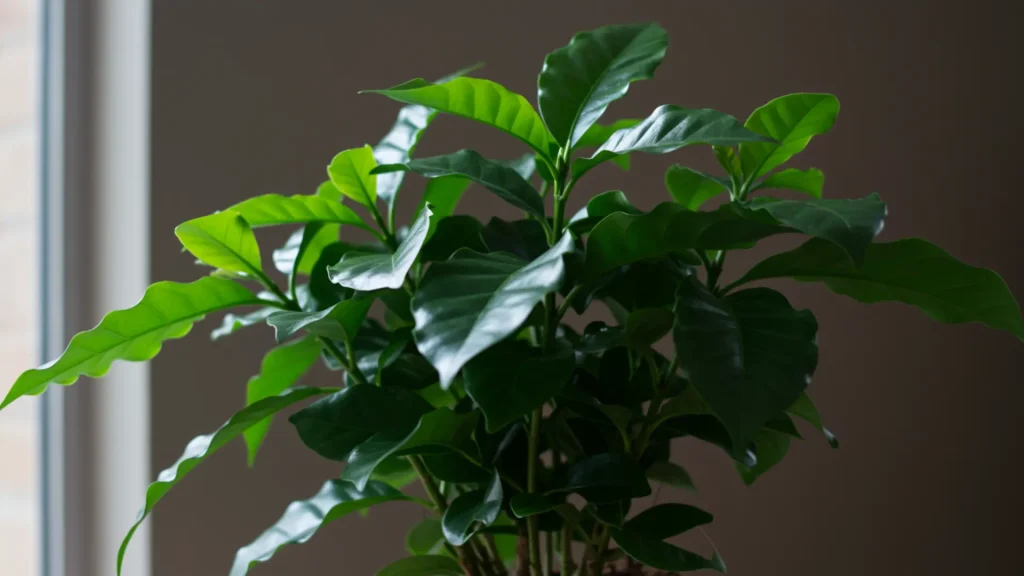 Coffee plant with glossy green leaves growing indoors in bright indirect light