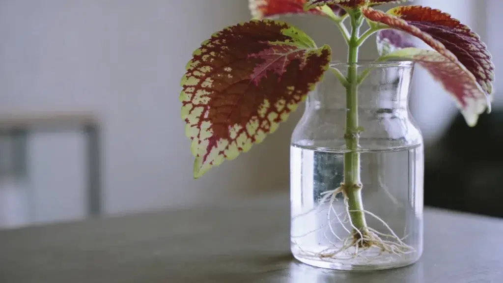 Coleus cutting with colorful leaves growing in water inside a glass jar