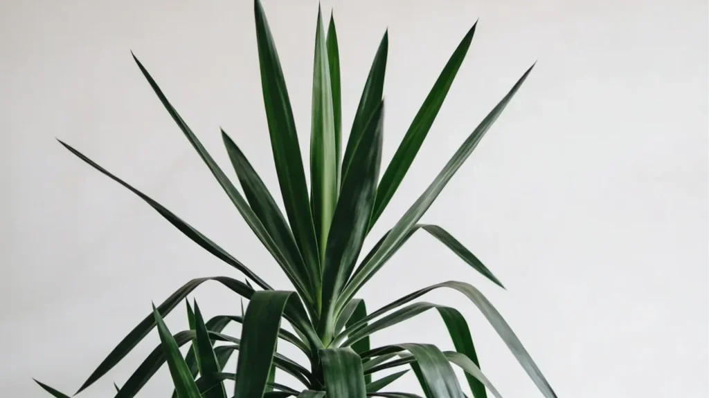 Dracaena plant with long upright leaves placed indoors in low light conditions