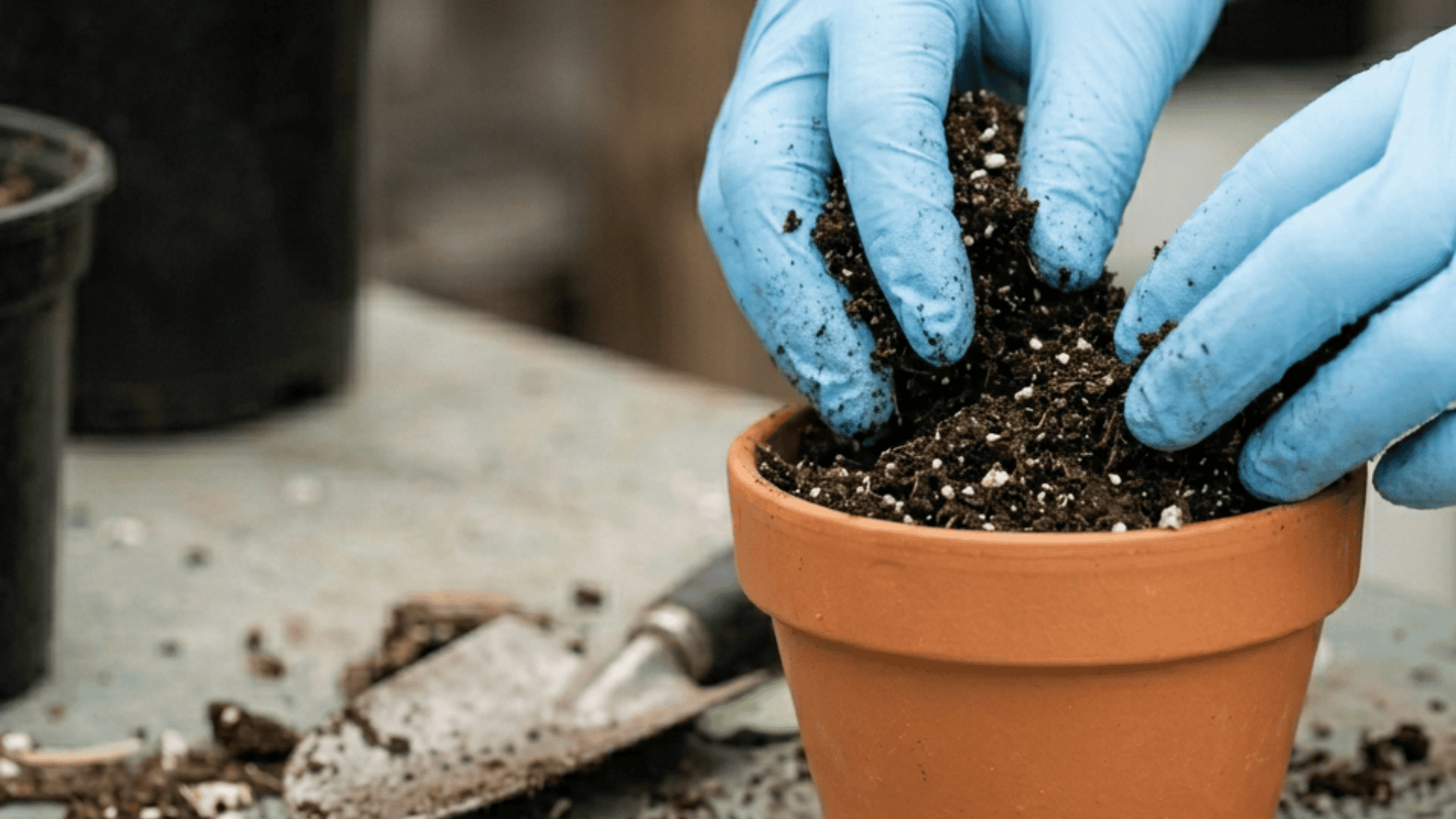 Gloved hands adding fresh soil into a terracotta pot around the plant