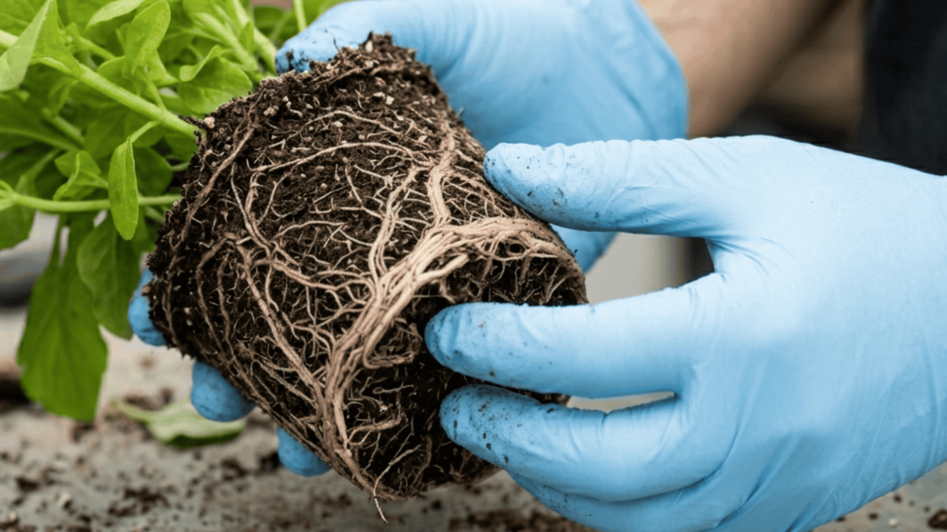 Gloved hands holding a root-bound plant showing dense roots around the soil