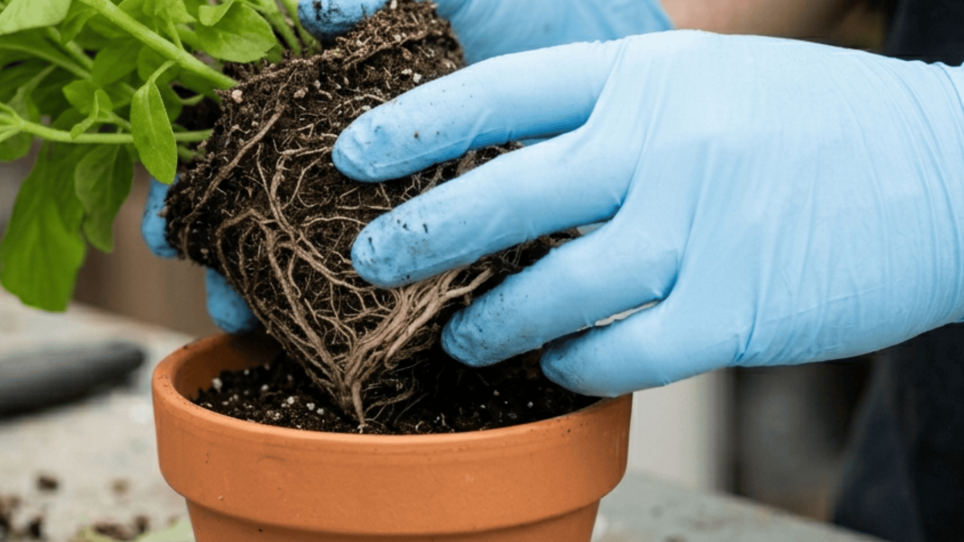 Gloved hands placing a plant with exposed roots into a terracotta pot