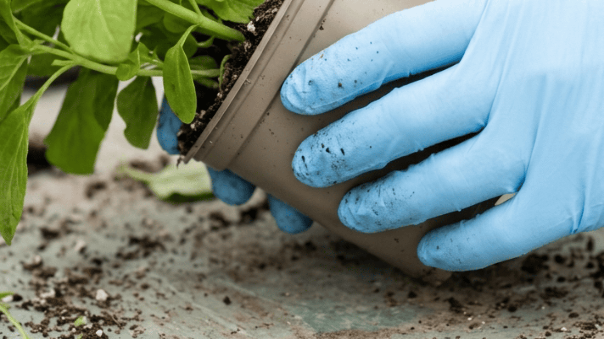 Gloved hands tilting a plastic pot to remove a plant with soil loosening at the edge