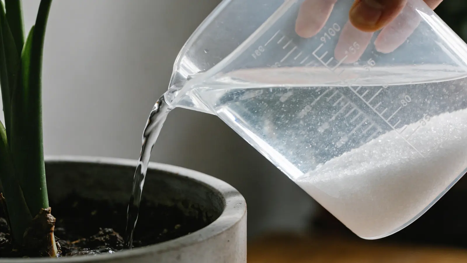 Liquid solution being poured into soil of a potted plant