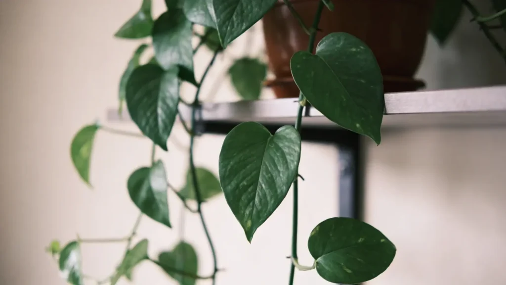 Pothos plant with trailing vines growing indoors on a shelf