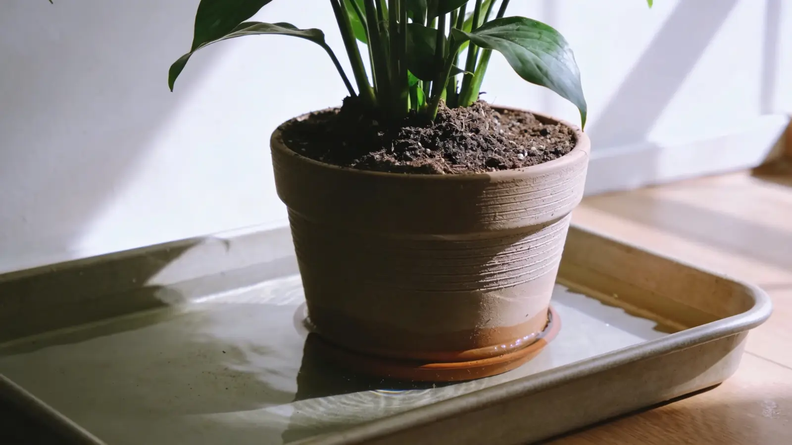 Potted plant sitting in a tray of water during soaking