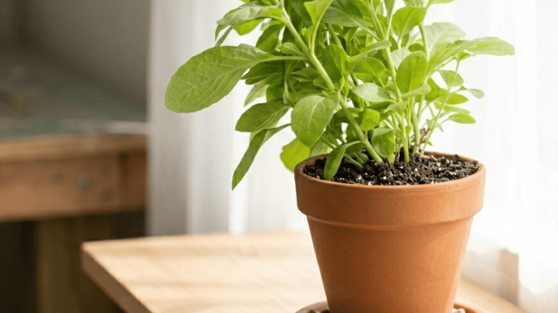 Repotted plant in a terracotta pot placed on a wooden surface near a window
