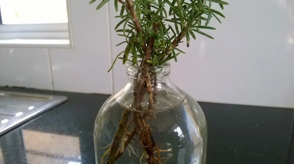 Rosemary cutting with needle-like leaves placed in water