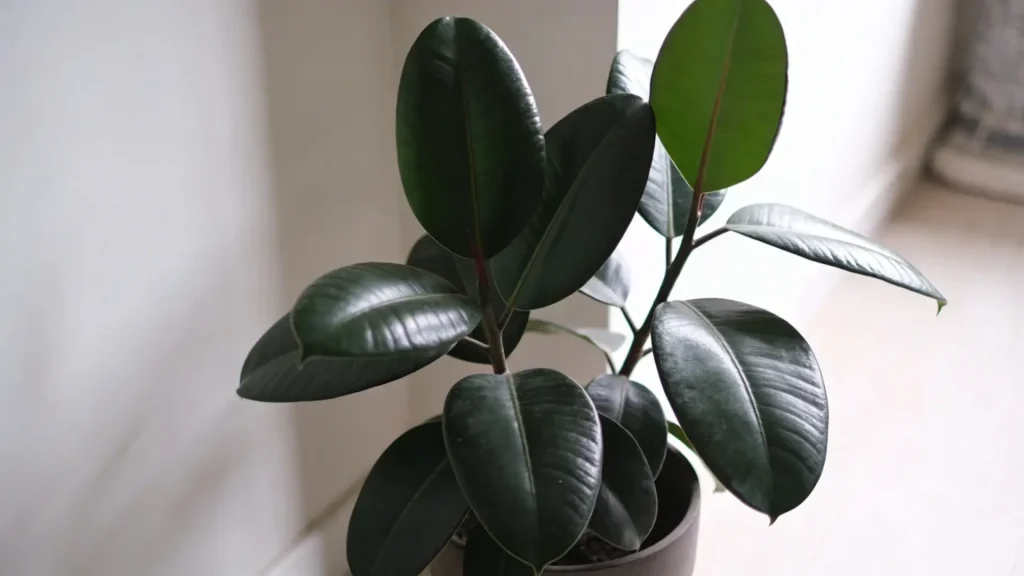 Rubber plant with large shiny leaves placed indoors in natural light