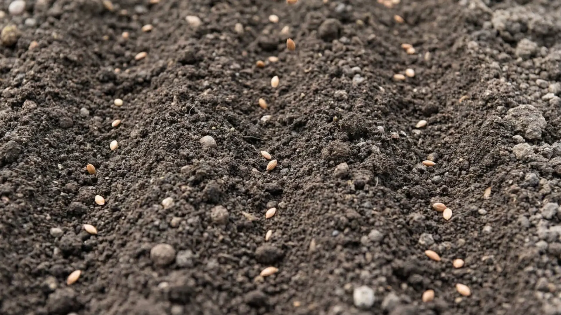 Seeds evenly scattered across loose soil surface without clustering