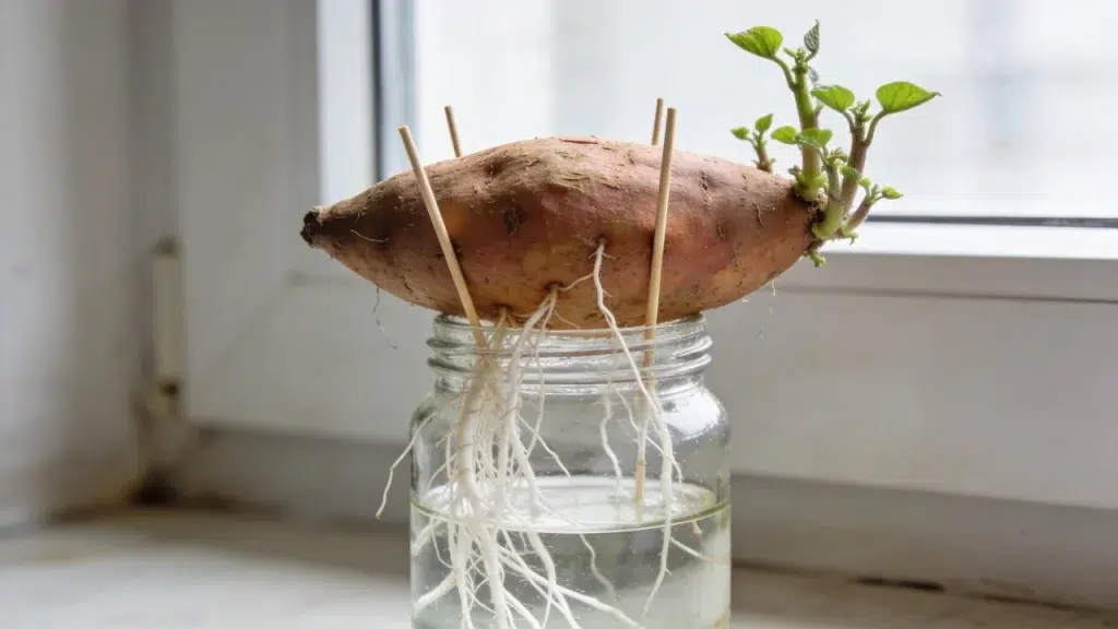 Sweet potato tuber suspended above water with roots growing into a jar