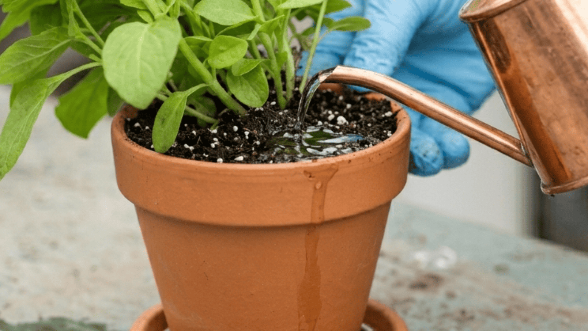 Water being poured from a watering can into a potted plant with soil settling