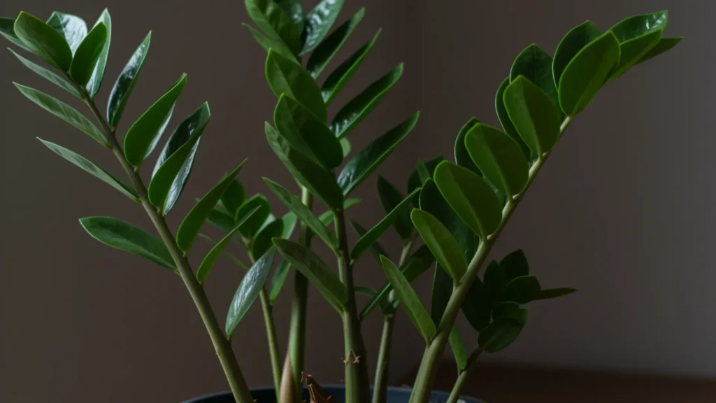 ZZ plant with glossy leaves placed indoors in low light conditions
