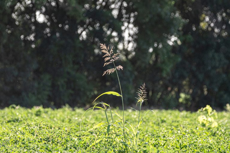 The Future of Gardening: Why Sustainable Weed Control Matters More Than Ever