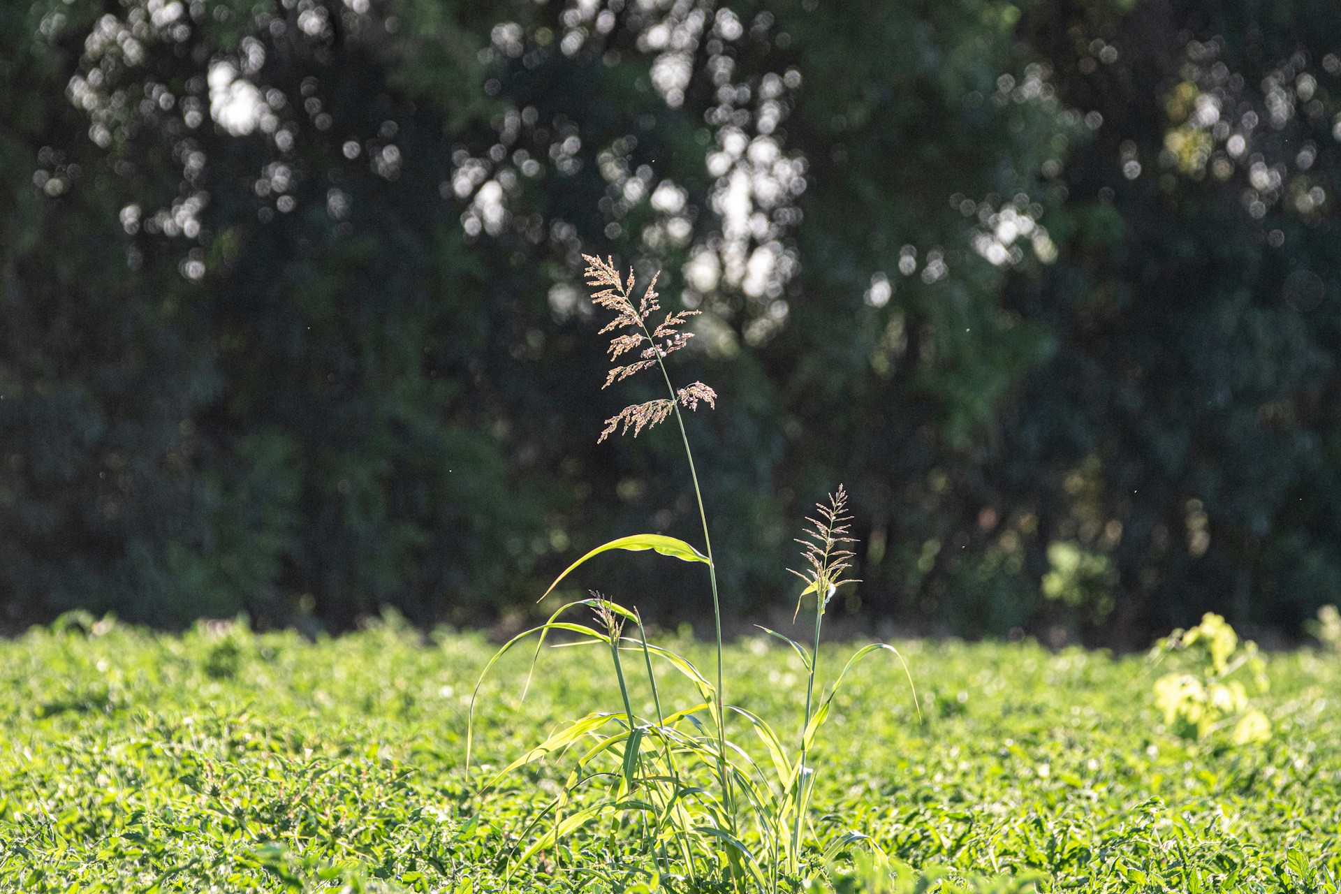 The Future of Gardening: Why Sustainable Weed Control Matters More Than Ever