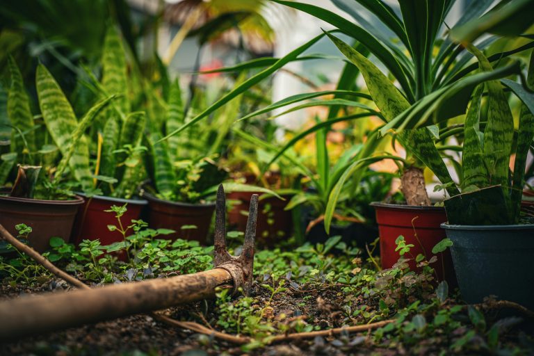 Garden Plants Being Stolen