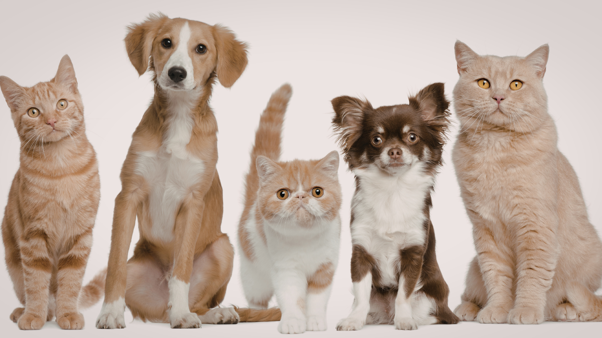 Cat Needs Immediate Medical Attention