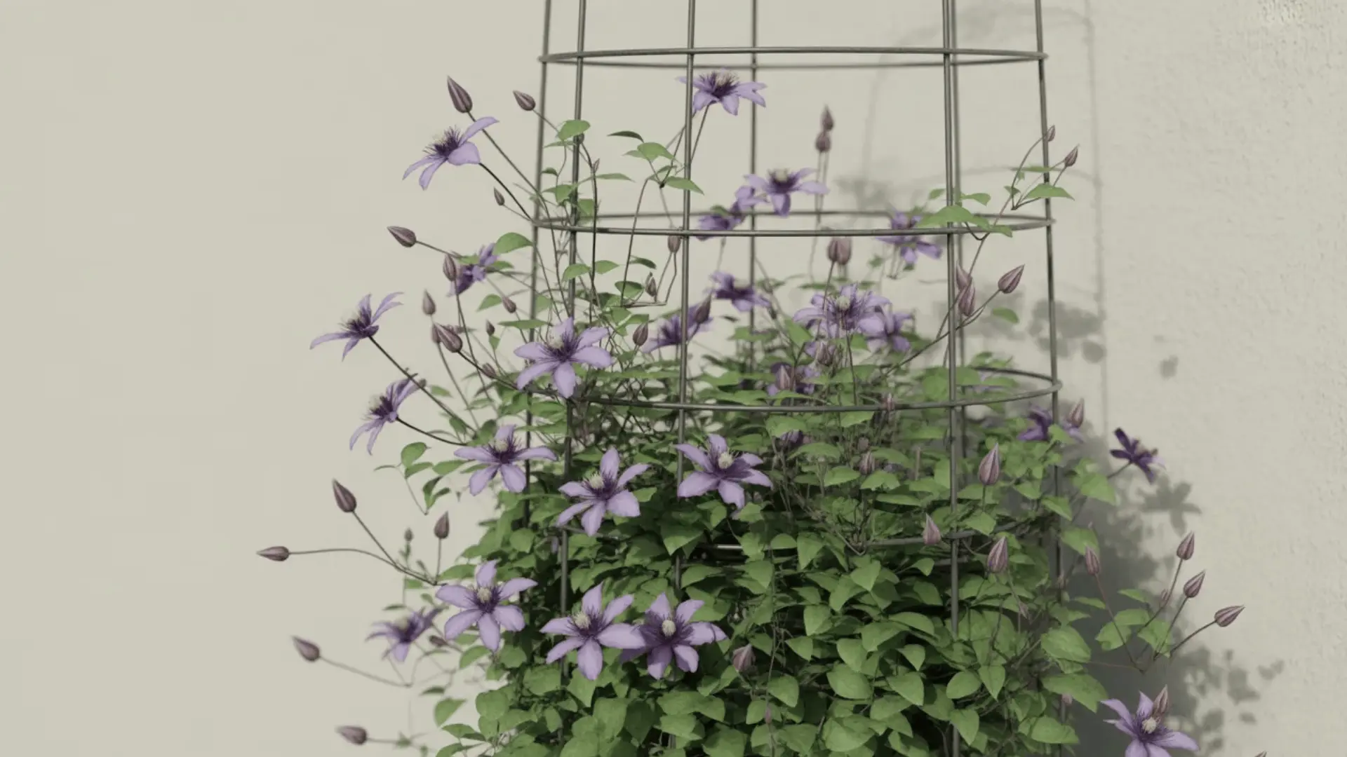 A clematis plant with purple flowers climbing a thin wire trellis fixed to a garden wall.