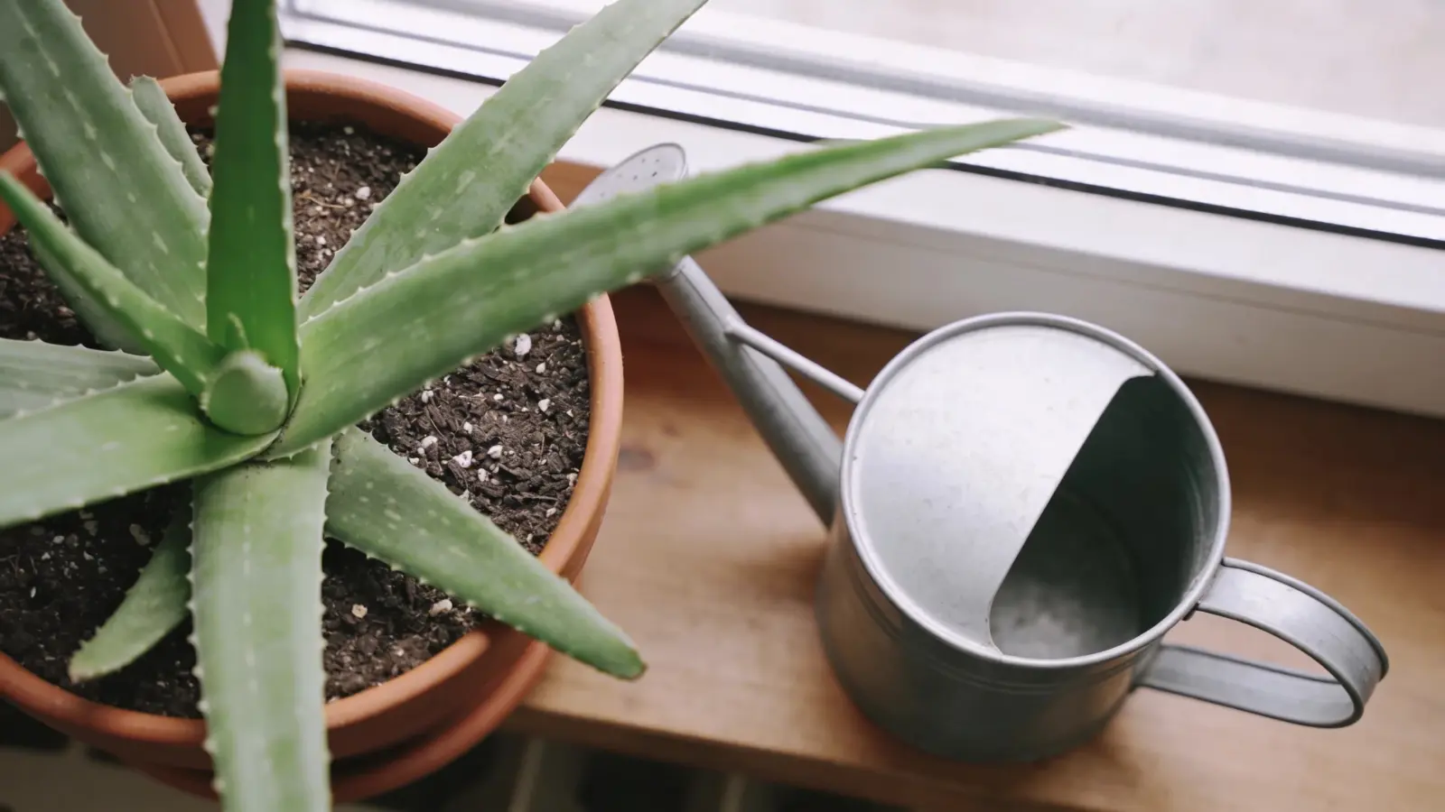 Aloe vera plant in terracotta pot with dry soil near a window