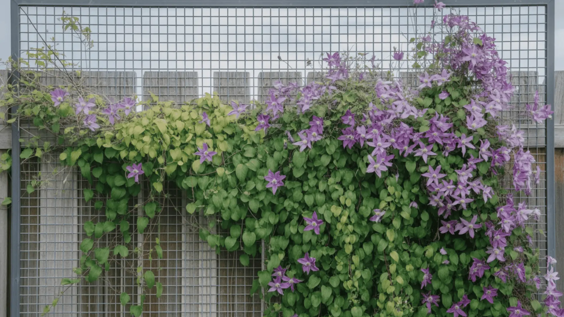 Clematis climbing a wire mesh panel trellis with small grid spacing