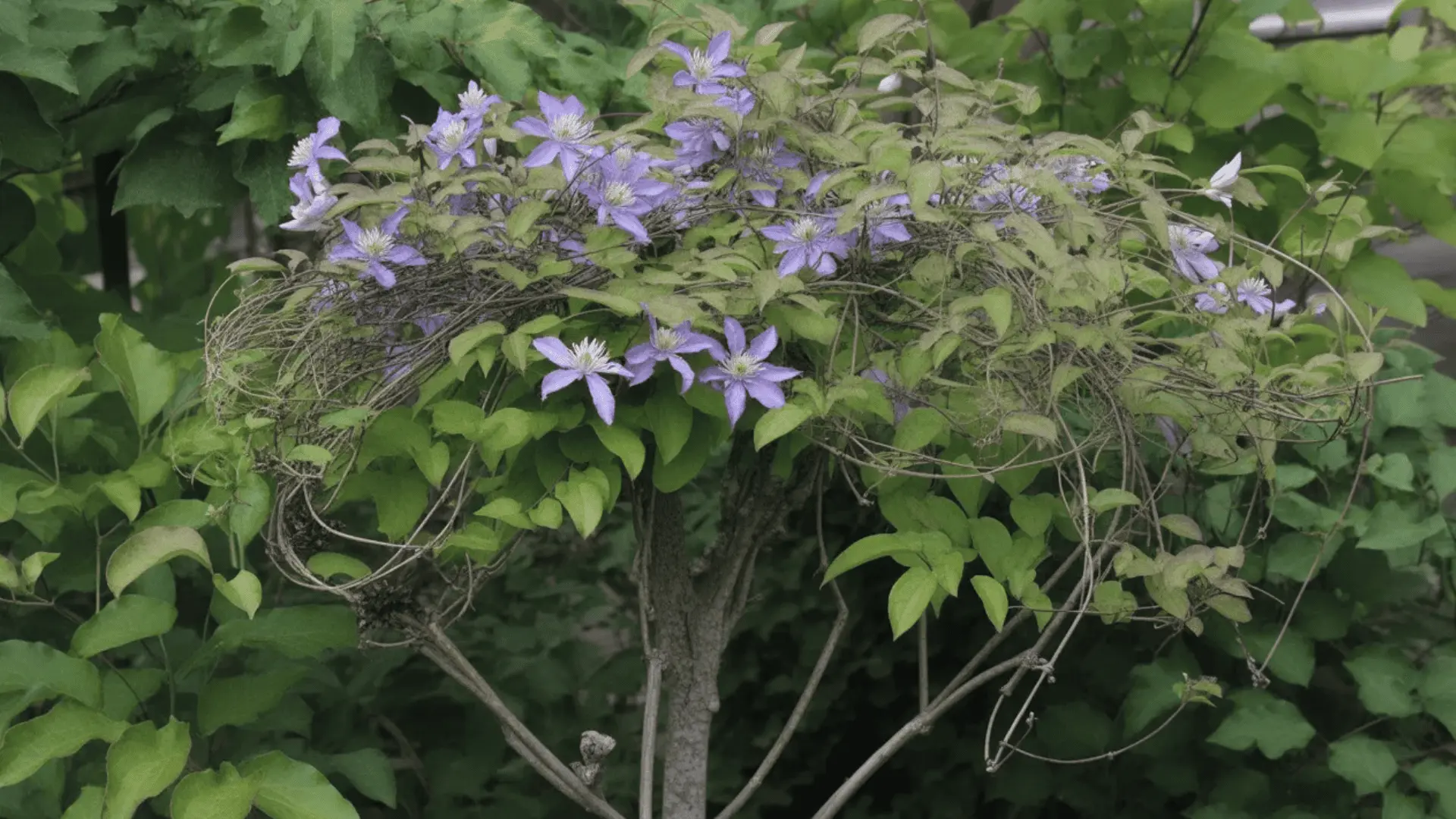 Clematis climbing naturally through a shrub or small tree