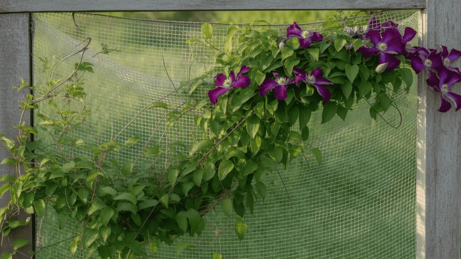 Clematis growing across a taut bird netting grid attached to a wooden frame