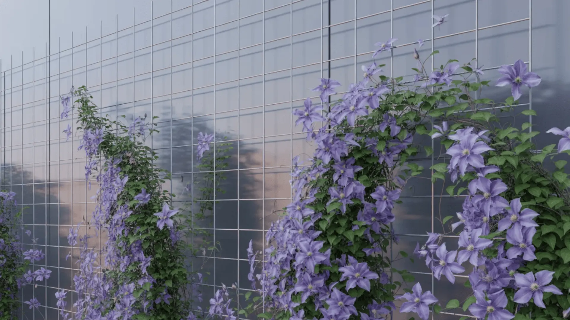 Clematis growing on a fixed wire grid attached to a wall