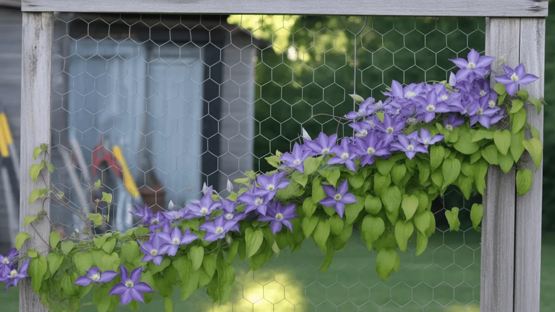 Clematis growing on chicken wire used as a budget trellis