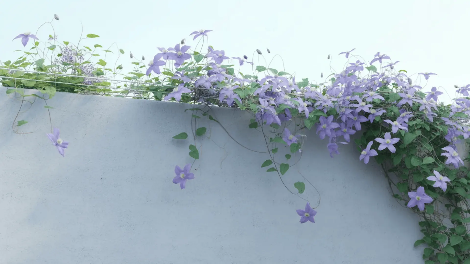 Clematis growing on nearly invisible fishing line trellis against a clean wall