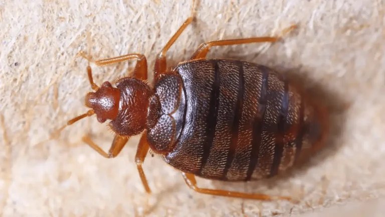 close-up macro shot of a bed bug with reddish-brown body and segmented abdomen on a fabric surface