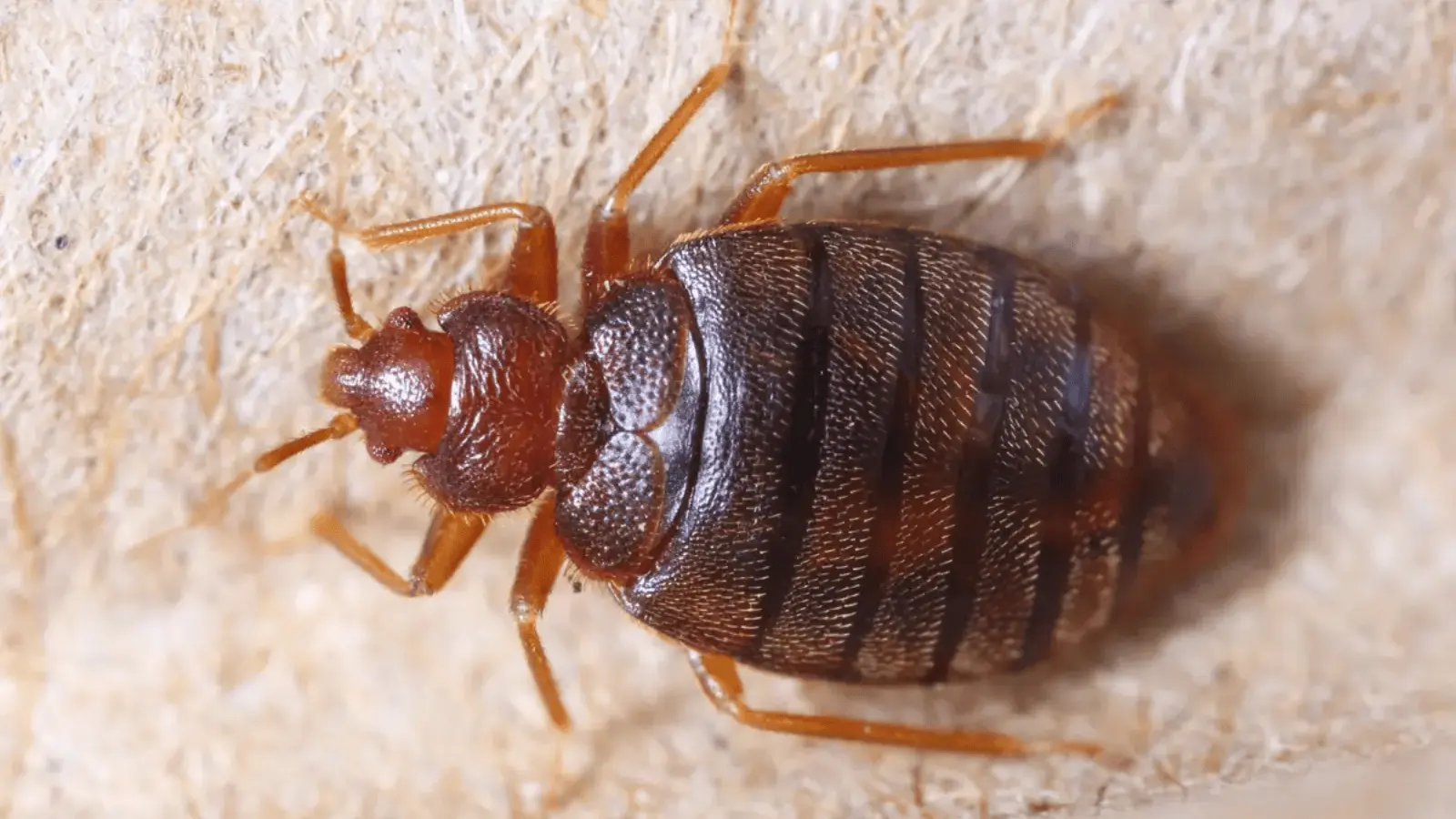 close-up macro shot of a bed bug with reddish-brown body and segmented abdomen on a fabric surface