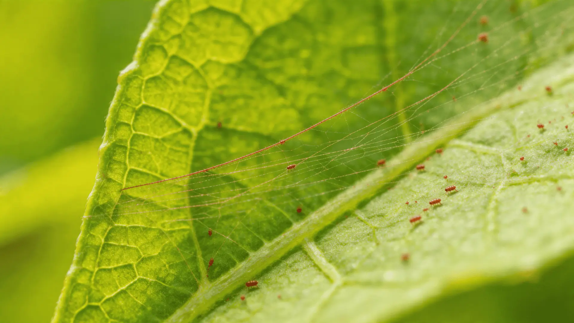 Close-up of a plant leaf covered in fine spider mite webbing with tiny reddish-brown mites visible on the surface.