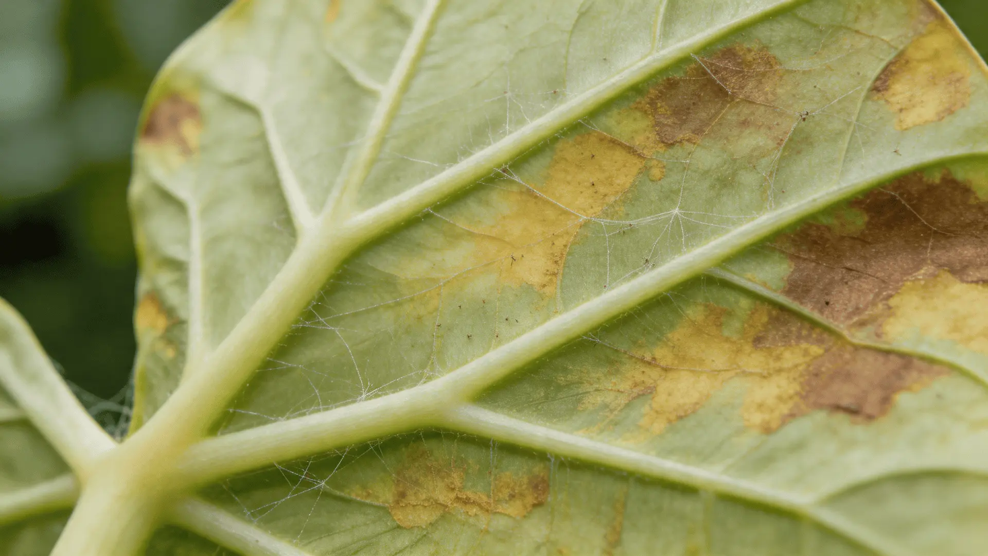 Close-up of Alocasia leaf underside showing spider mite damage with yellowing, bronzing discoloration, and fine webbing between leaf veins.