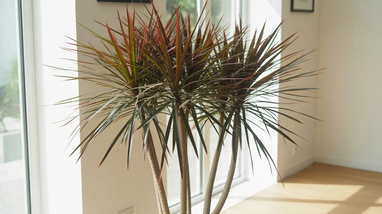 Dracaena marginata dragon tree with thin red-edged spiky leaves in a bright indoor room