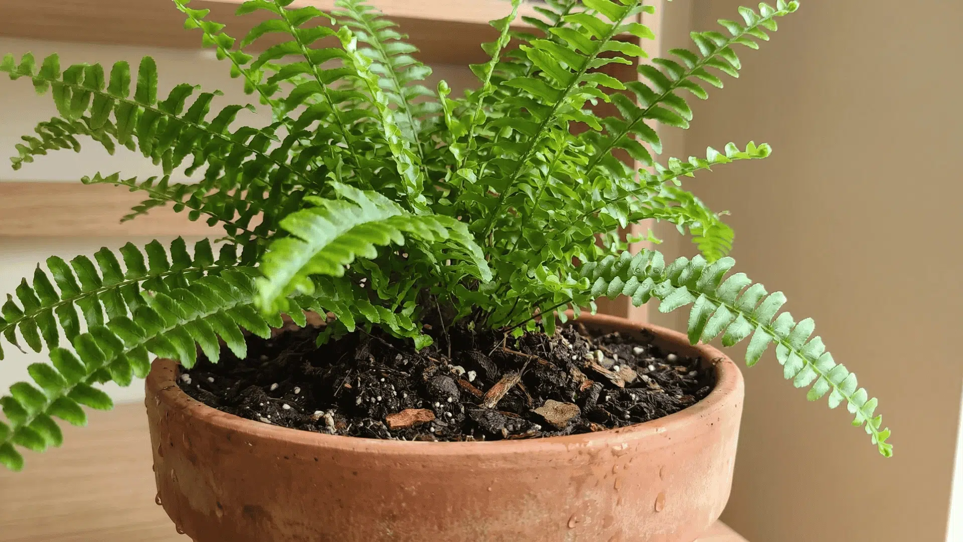 Fern plant in a pot with visible soil placed indoors