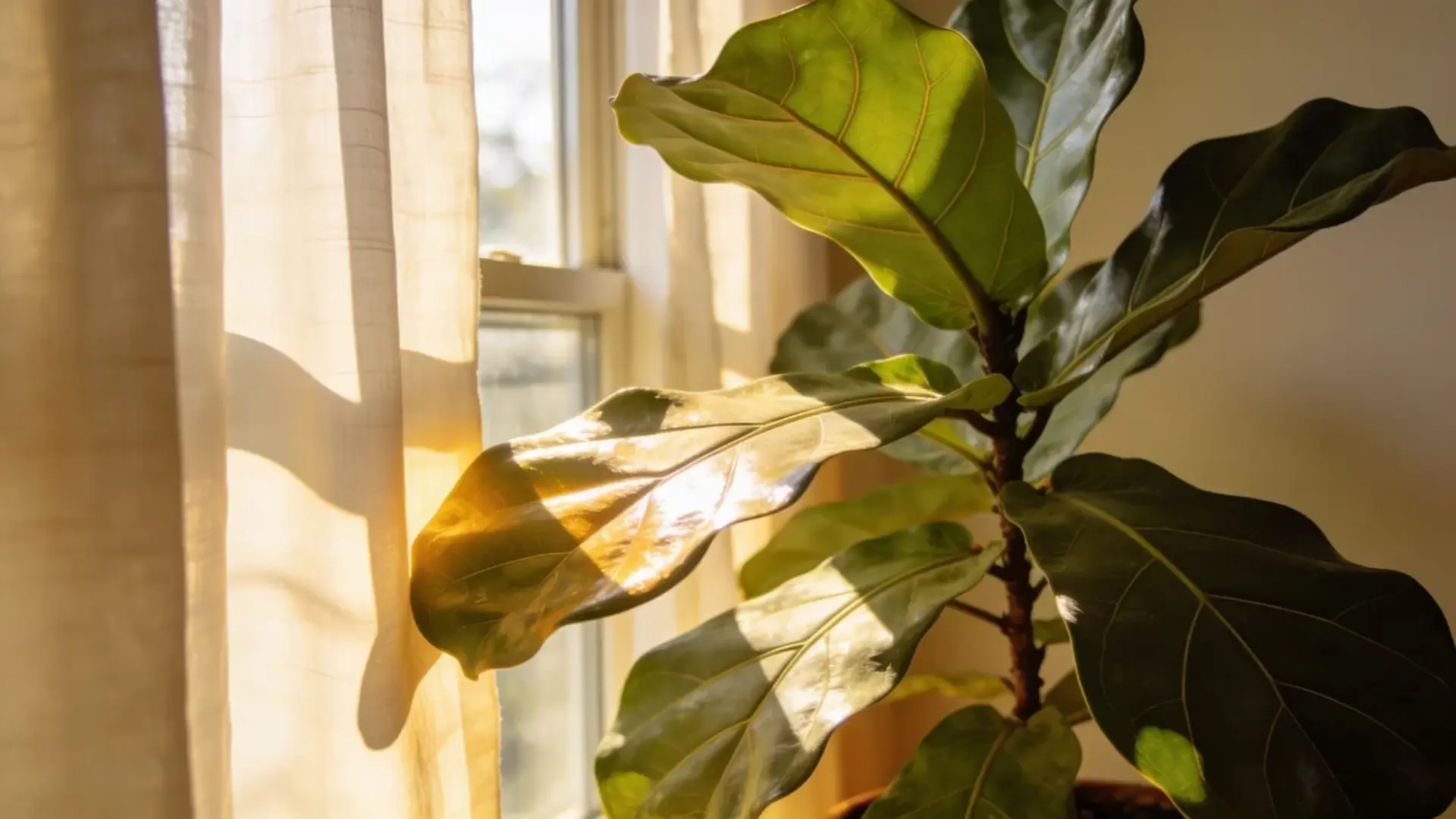 Ficus lyrata placed near a window with soft filtered sunlight