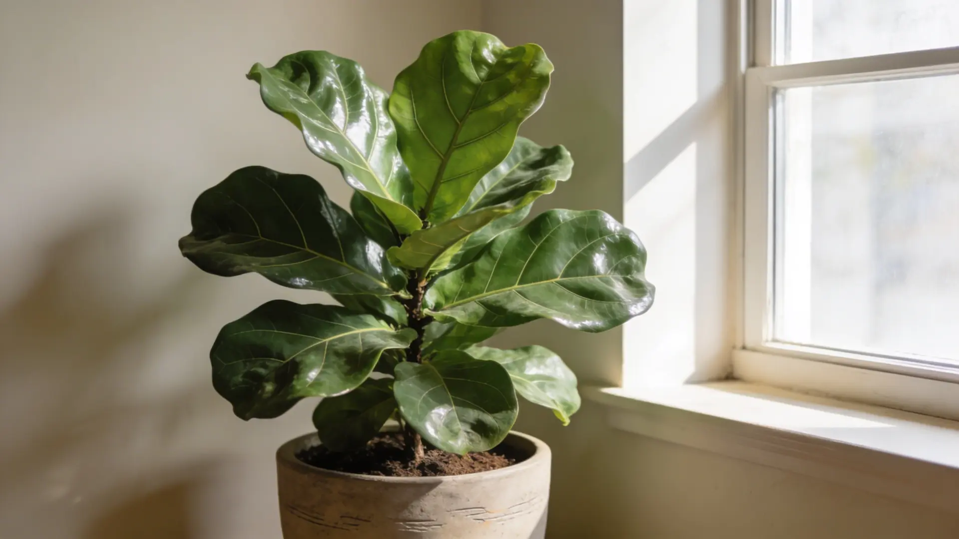 Ficus lyrata plant with large green leaves placed near a window indoors