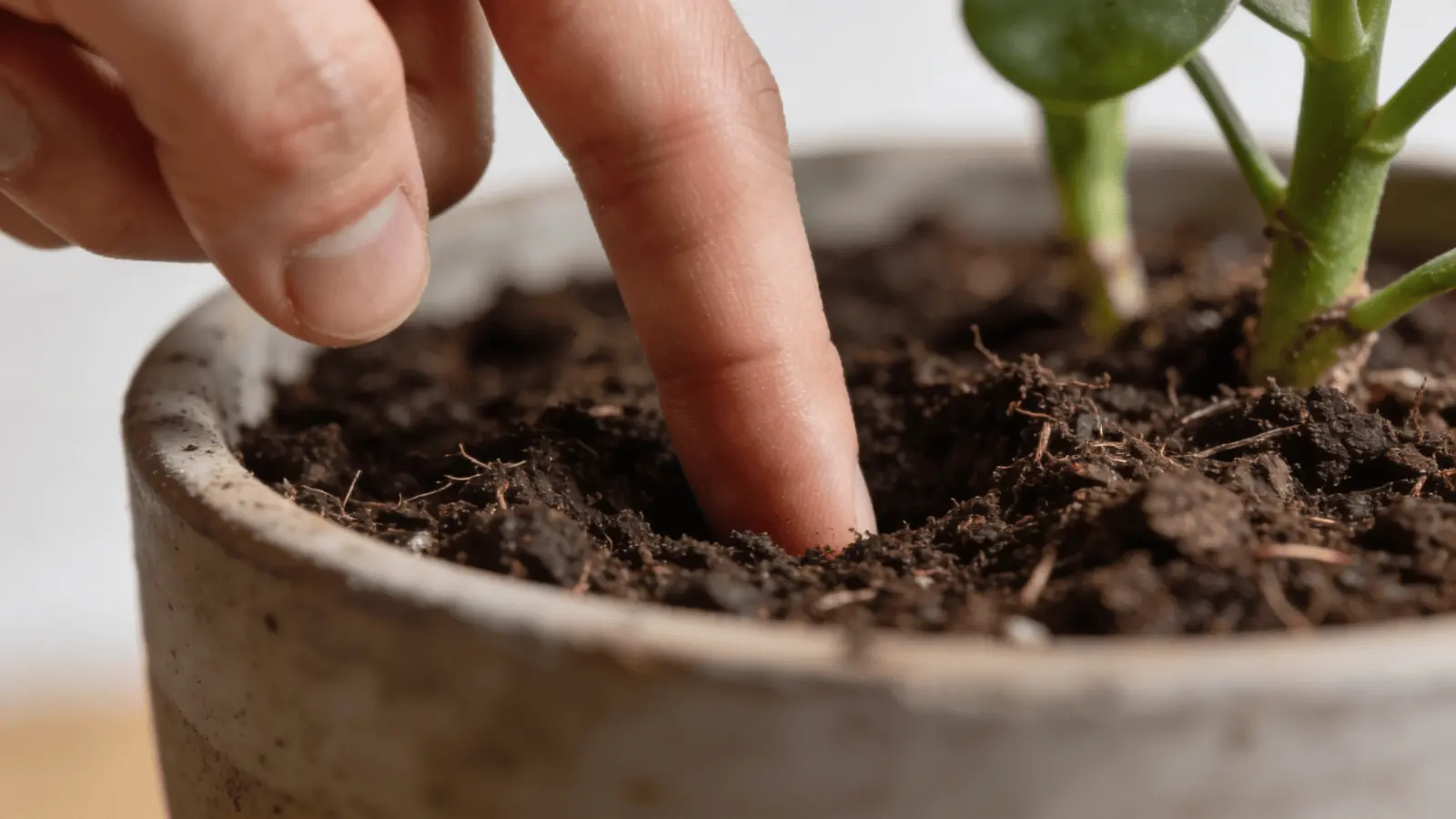 Finger inserted into soil of a potted plant to check moisture level