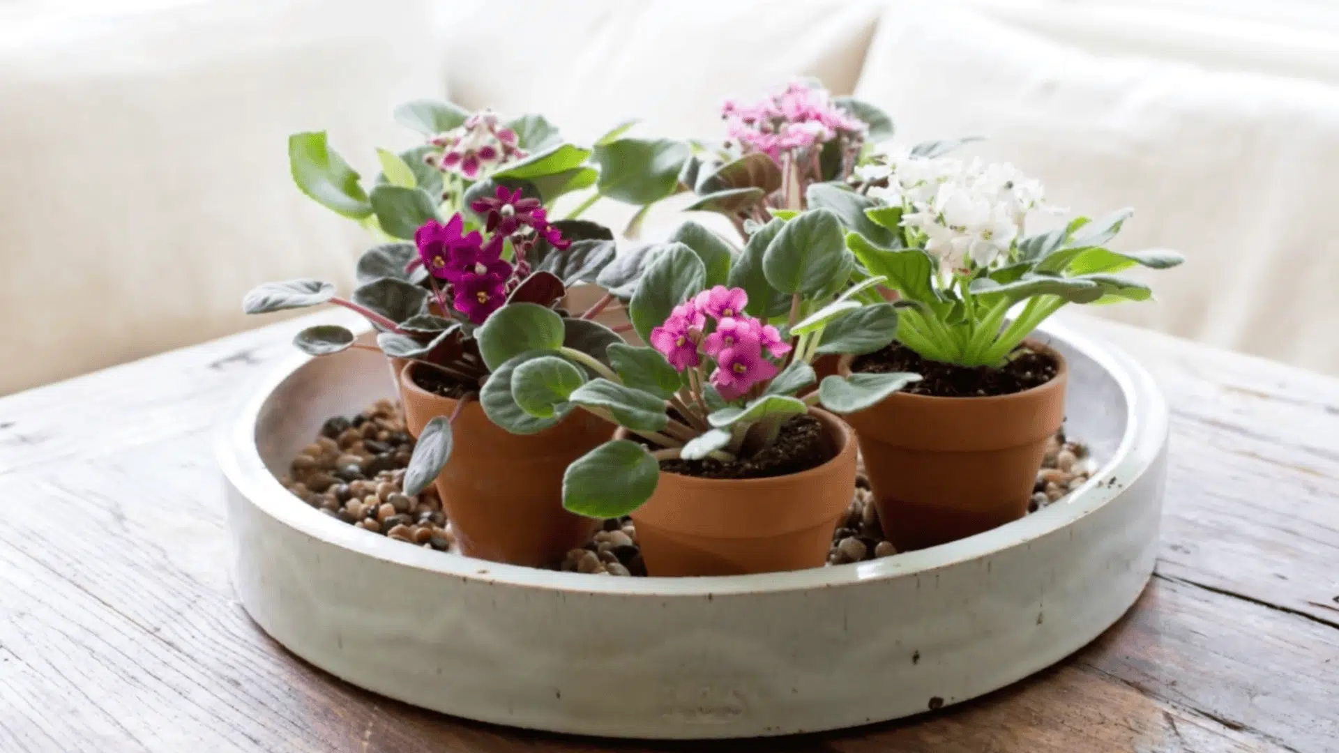 Four small potted African violet plants with pink and white flowers placed in a shallow tray on a wooden table