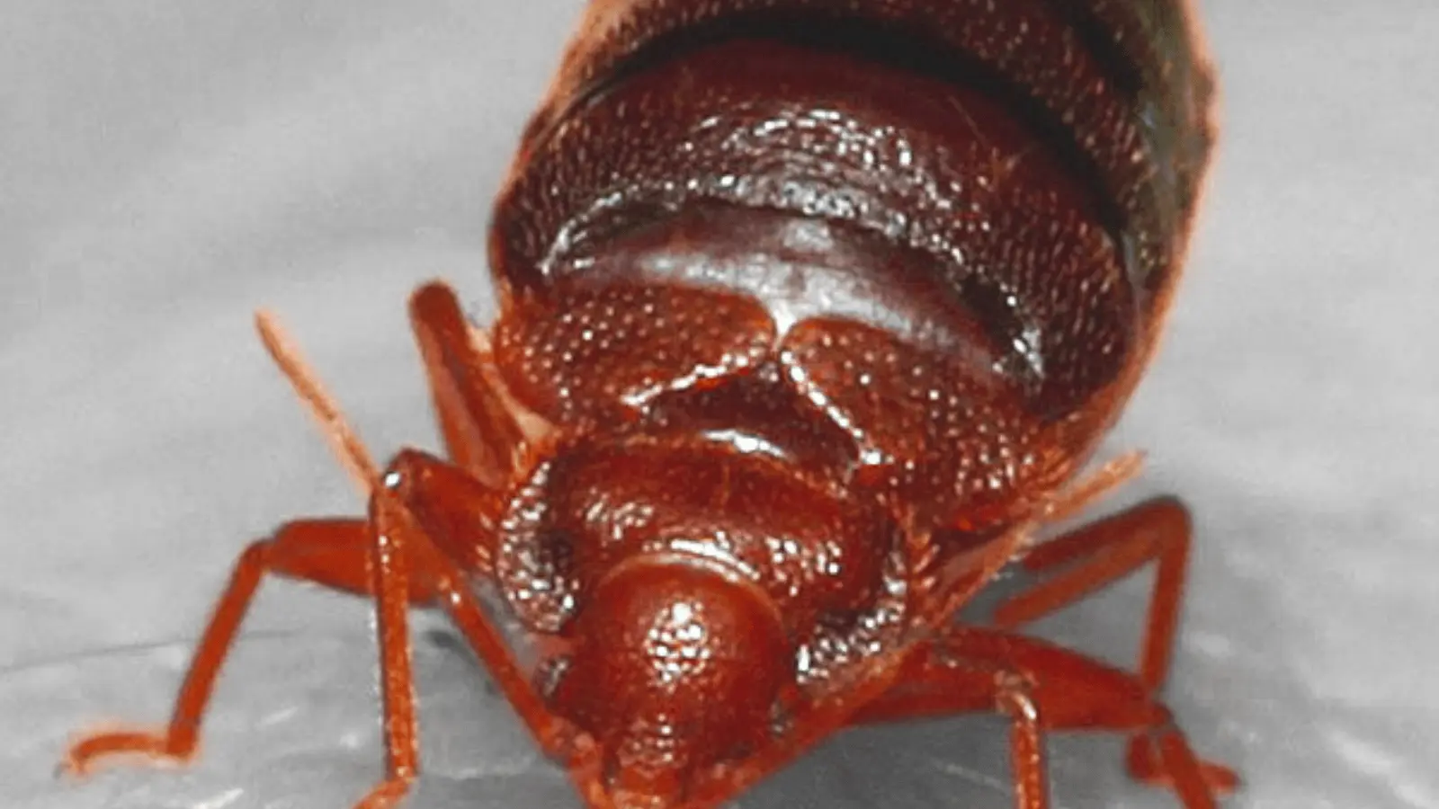 _front-facing close-up of a reddish-brown bed bug cimex lectularius with segmented body on a gray surface