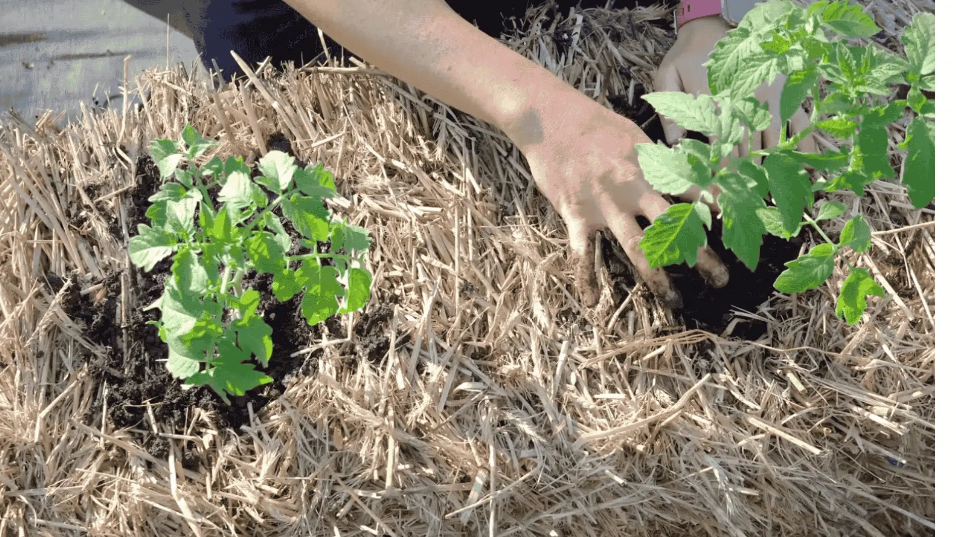Hands planting young tomato plants into a straw bale garden bed with soil.