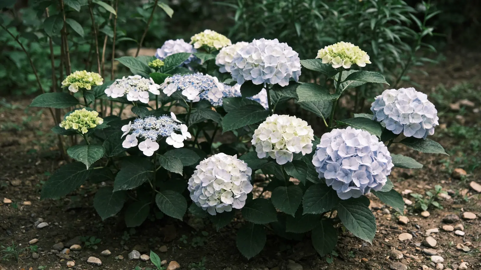 Hydrangea plants with different flower shapes growing together in a garden