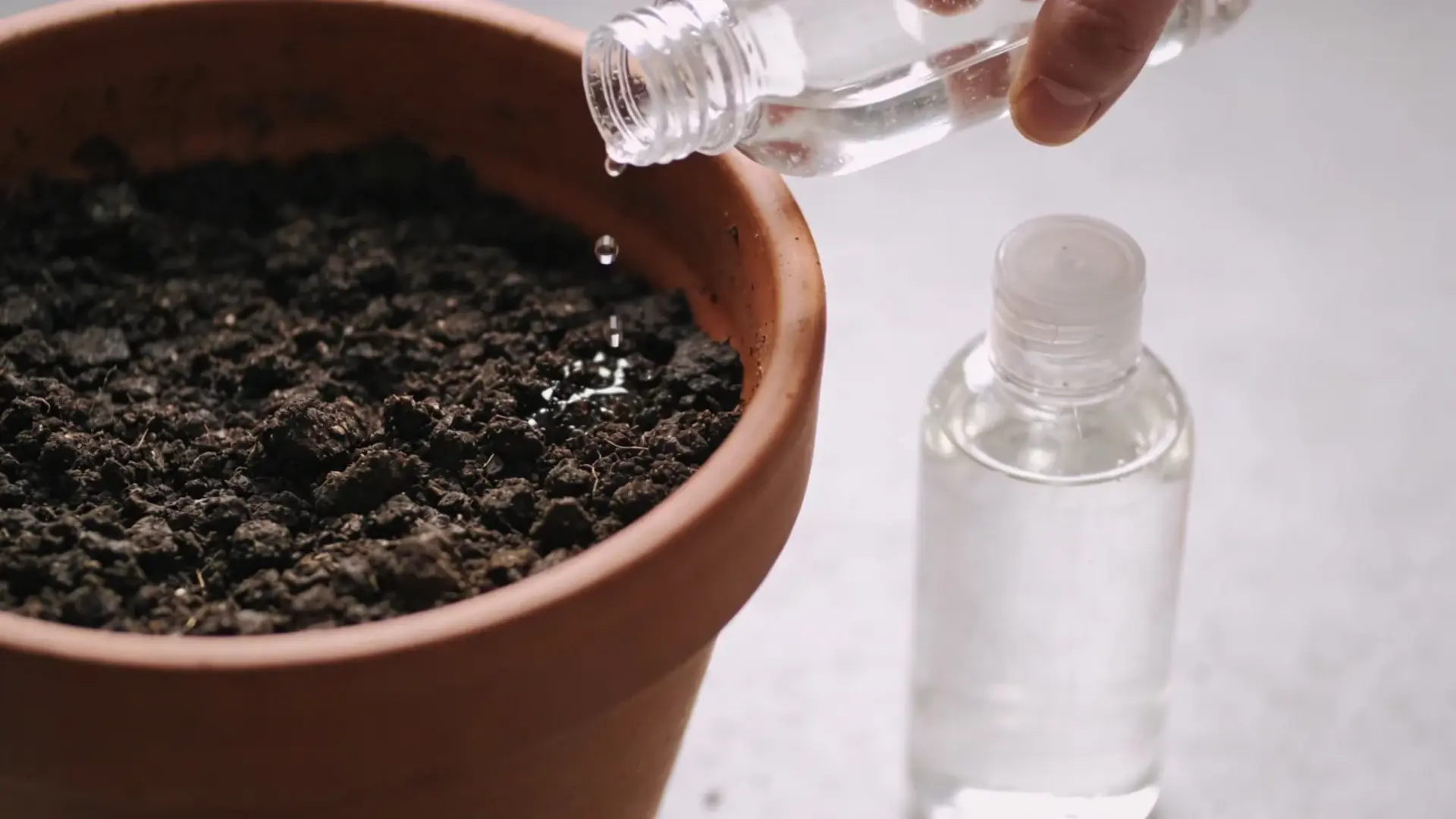 Liquid fertilizer being applied to soil of a ficus lyrata plant