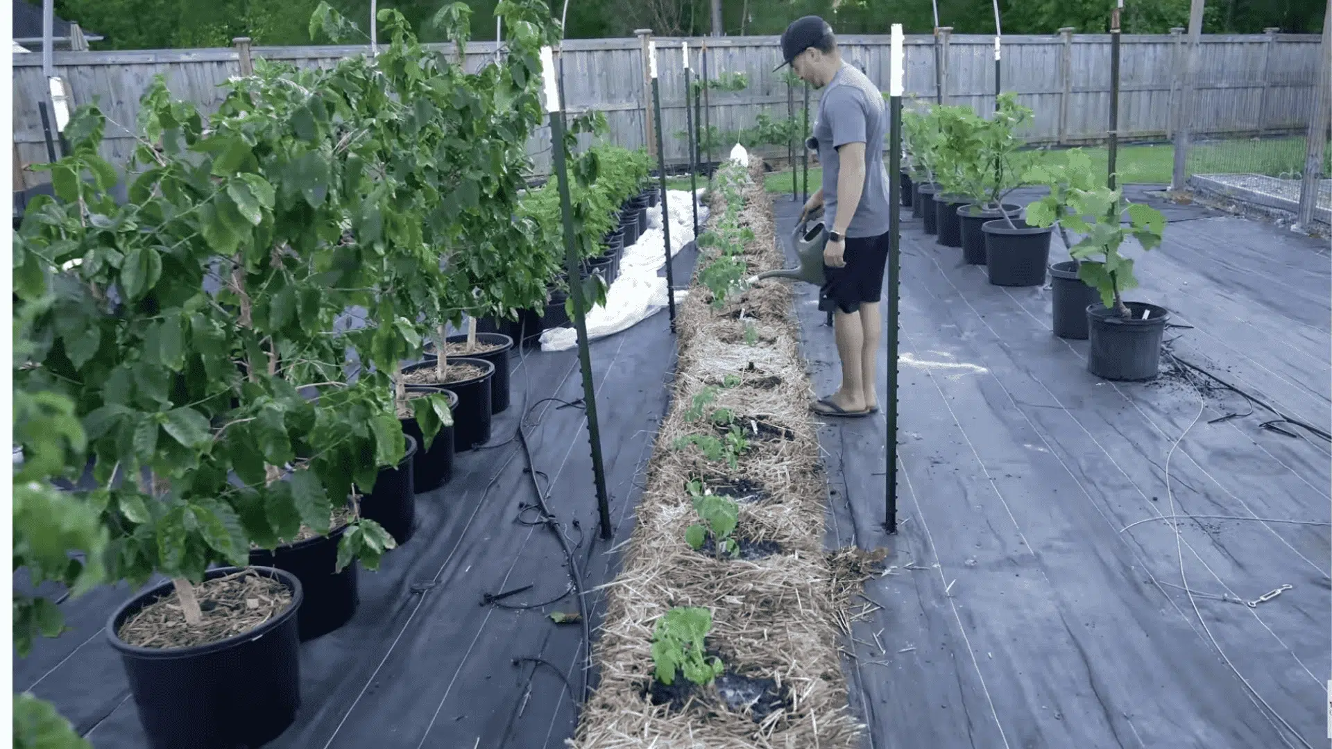 Man watering newly planted straw bale garden bed with seedlings in a backyard garden.