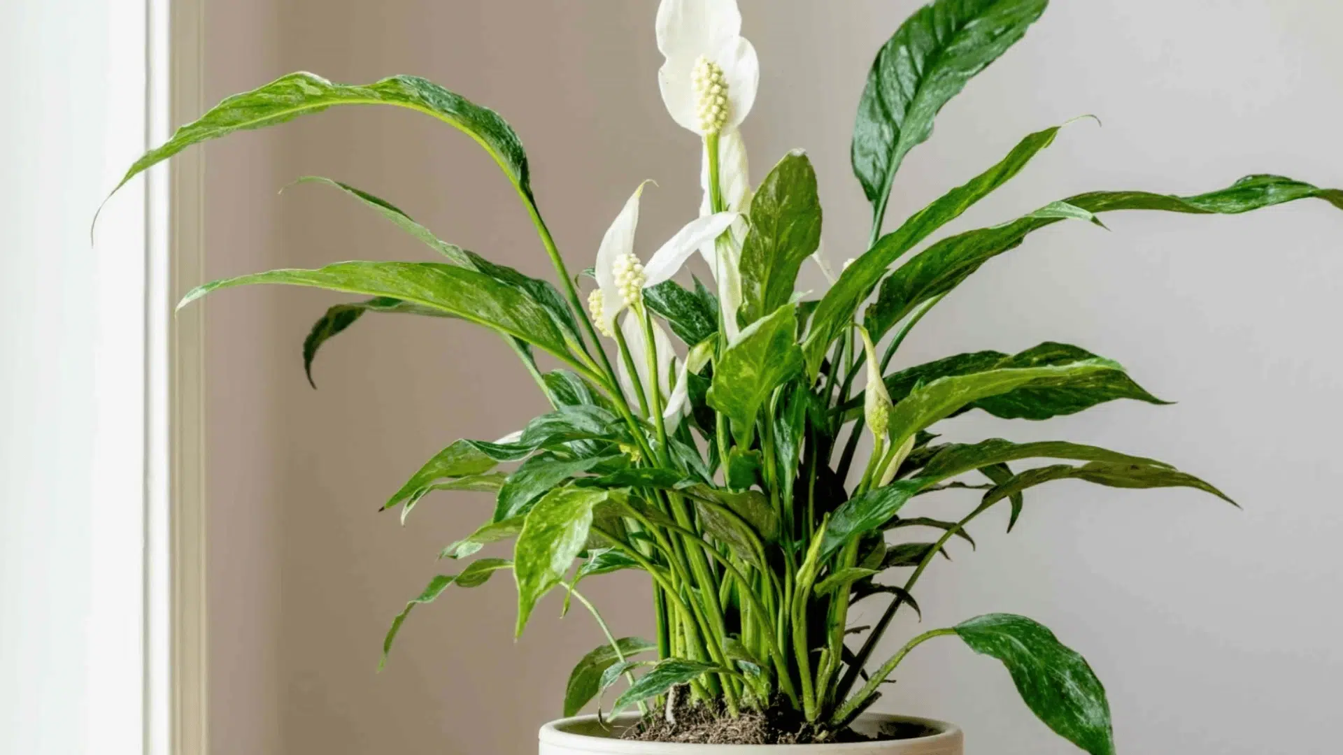 Peace lily plant with white flowers and green leaves growing in a pot near a light-colored wall