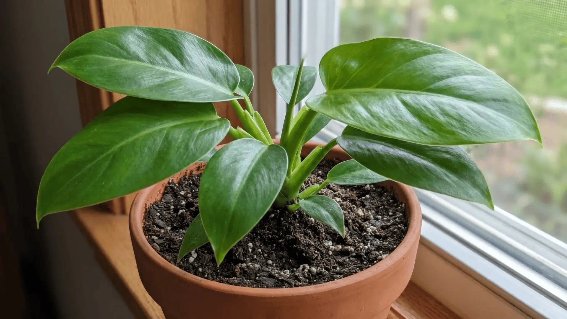 Philodendron plant in a pot with visible soil surface placed indoors near a window