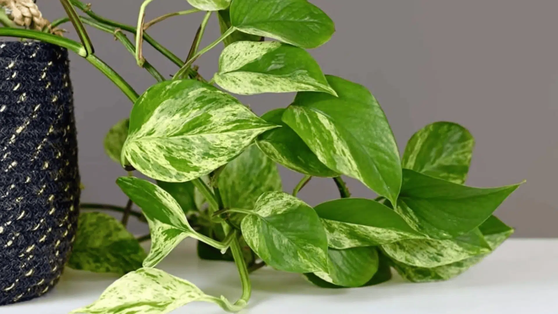 Pothos plant with green and variegated leaves growing from a hanging pot against a plain background